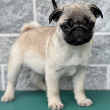 パグ【山梨県・女の子・2025年2月26日・フォーン】の写真「六頭兄弟✨可愛い子犬生まれました✨」