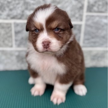 オーストラリアン・シェパード【山梨県・女の子・2025年4月14日・レッドトライ】の写真「目が開き始めました！」