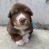 オーストラリアン・シェパード【山梨県・男の子・2025年10月30日・レッドトライ】の写真1