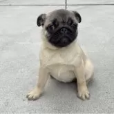 パグ