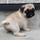 パグ
