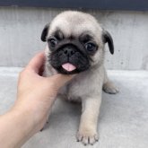 パグ