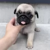 パグ