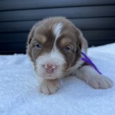 オーストラリアン・シェパード