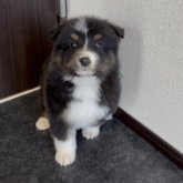 オーストラリアン・シェパード