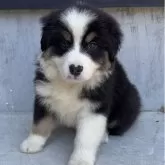 オーストラリアン・シェパード【山梨県・男の子・2025年4月14日・ブラックトライ】の写真1