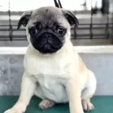 パグ
