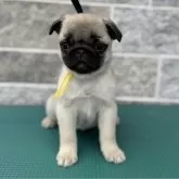 パグ