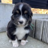 オーストラリアン・シェパード