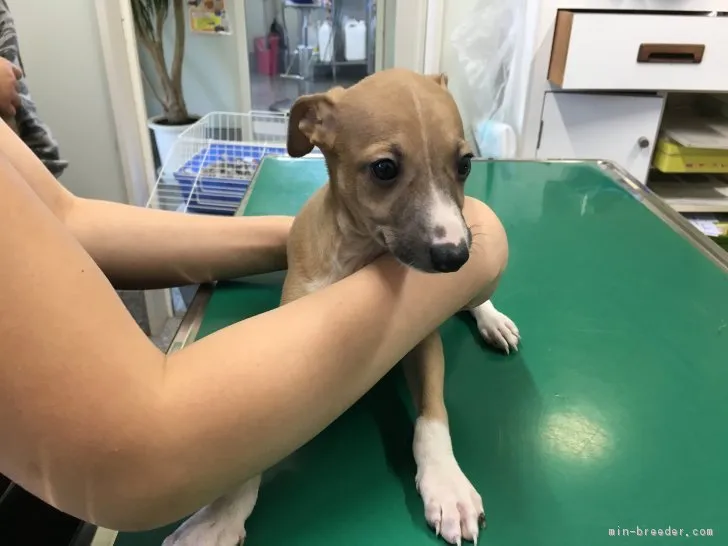 ID:1704-01758の子犬