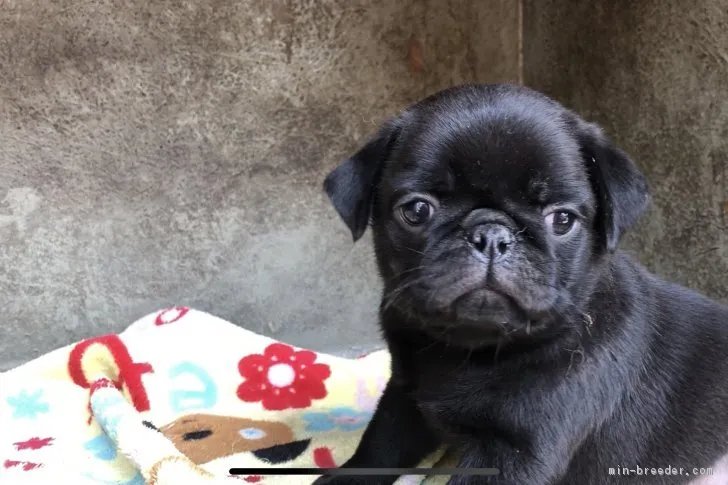 ID:1804-02297の子犬