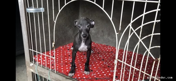 ID:1811-00750の子犬