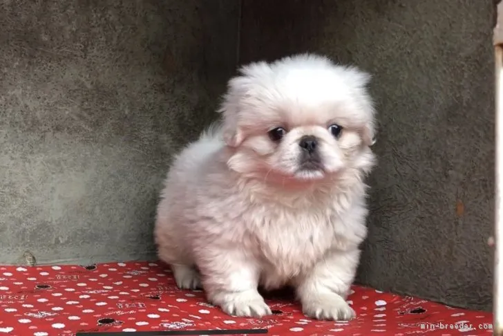 ID：1810-00674の子犬