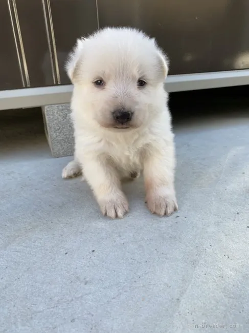 ゆり 様のお迎えした子犬