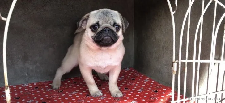 ぺっと 様のお迎えした子犬