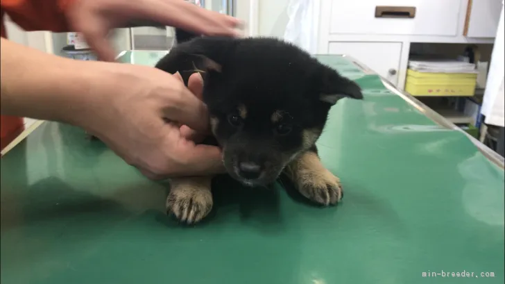 ID:1902-01205の子犬