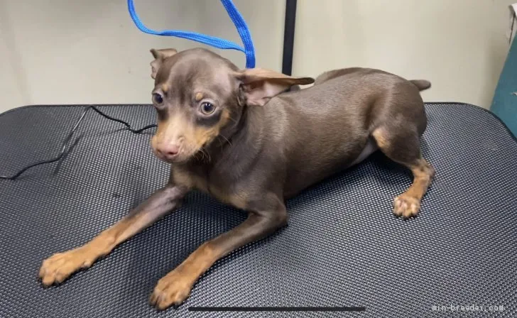 ぽんたぺす 様のお迎えした子犬