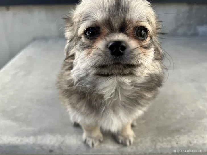 ID:2112-01626の子犬