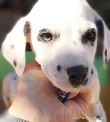 ID：1712-02407の子犬