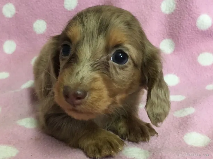 ID：1704-00827の子犬