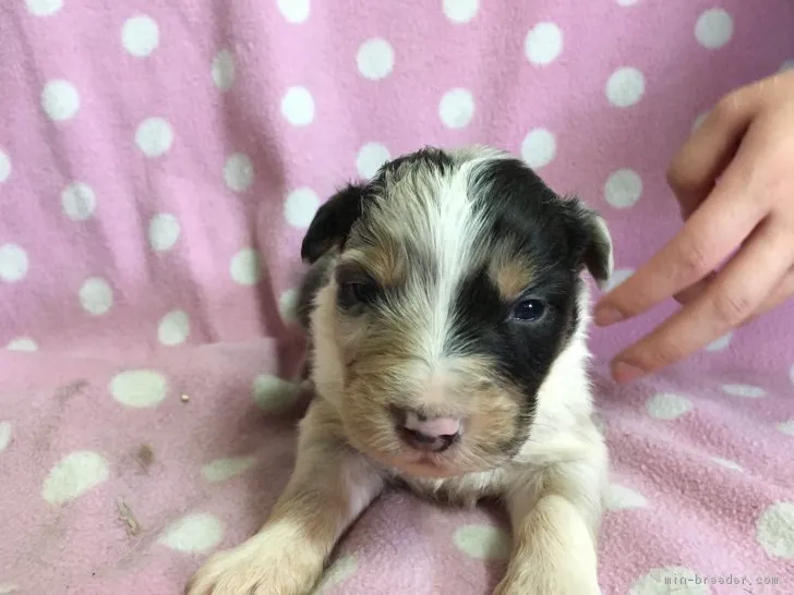 ID:1704-00559の子犬