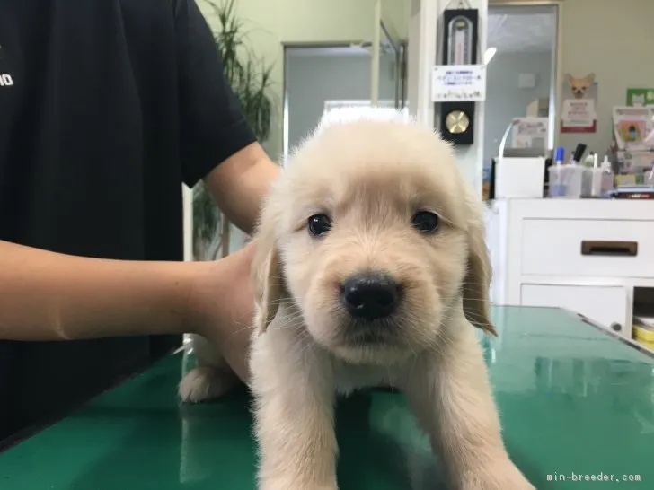 ID:1707-01768の子犬