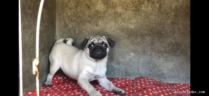 キンヤ 様のお迎えした子犬