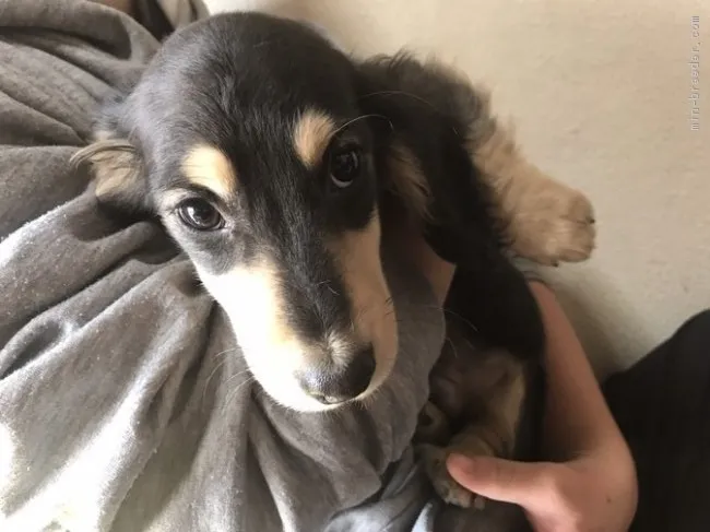 ライム 様のお迎えした子犬