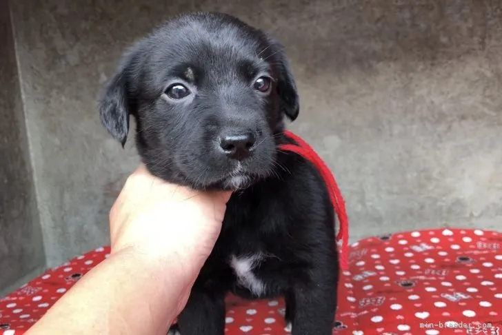 ID:1811-01766の子犬