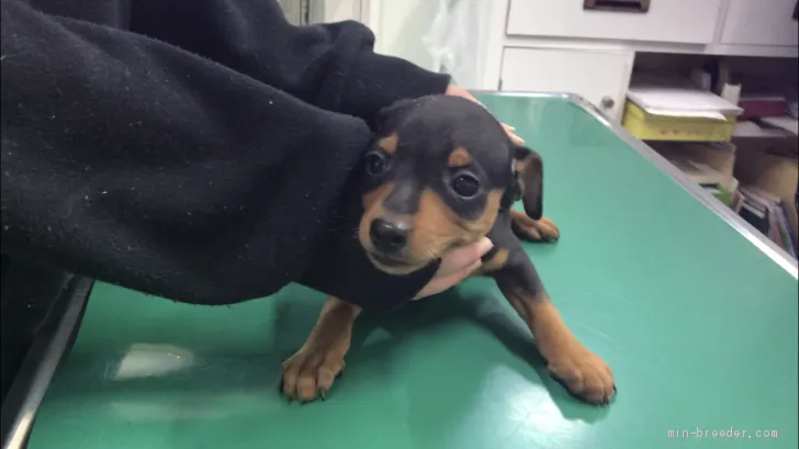 ID:1904-01306の子犬