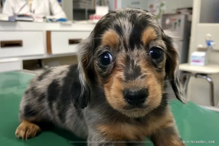 ID:1811-01029の子犬