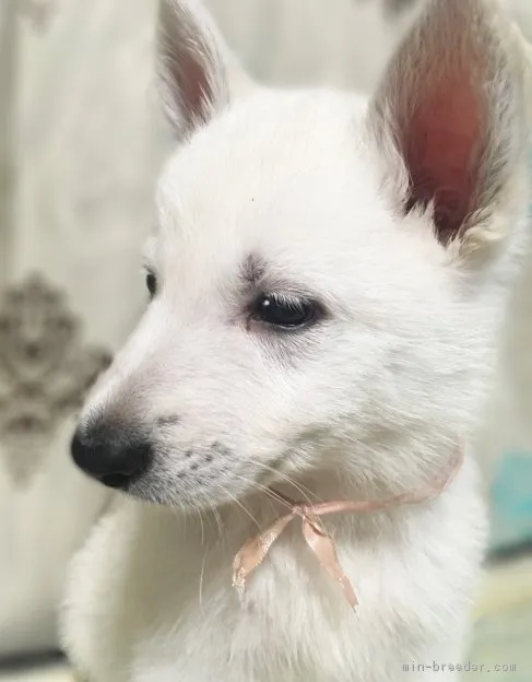 ちょこ 様のお迎えした子犬