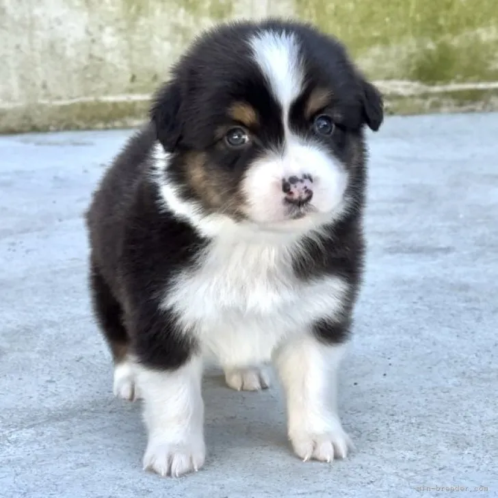 ID:2311-00367の子犬
