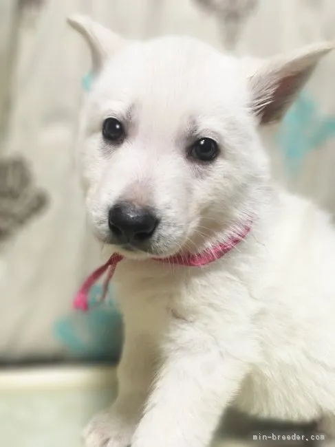 エマパパ 様のお迎えした子犬