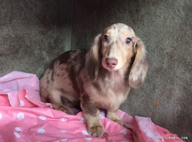 ぐみ 様のお迎えした子犬