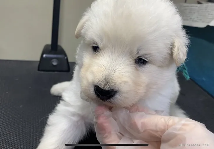 ID:2002-00816の子犬