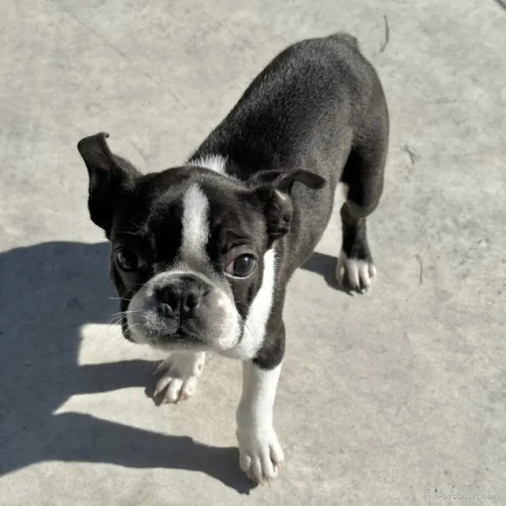 ID:2210-02500の子犬