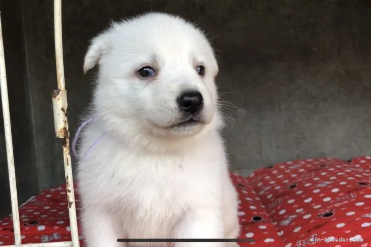 ID:1811-01041の子犬