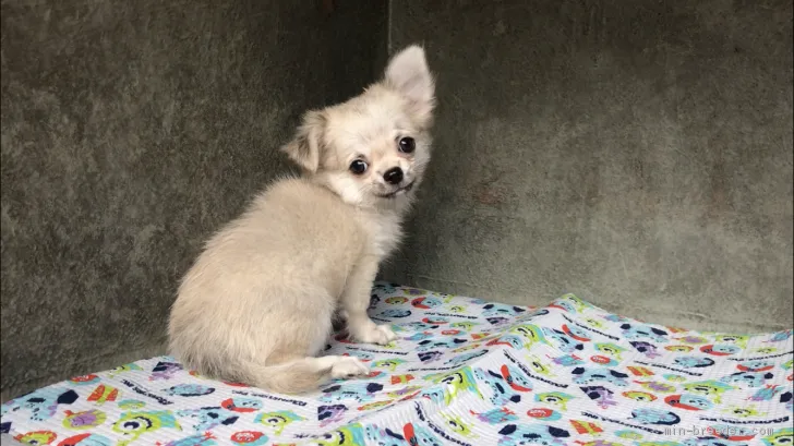 ママ 様のお迎えした子犬