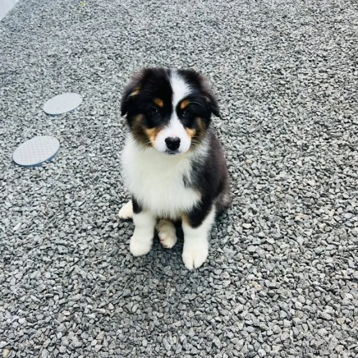 ID:2304-03062の子犬