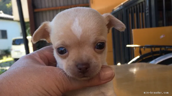 ID：1710-01318の子犬