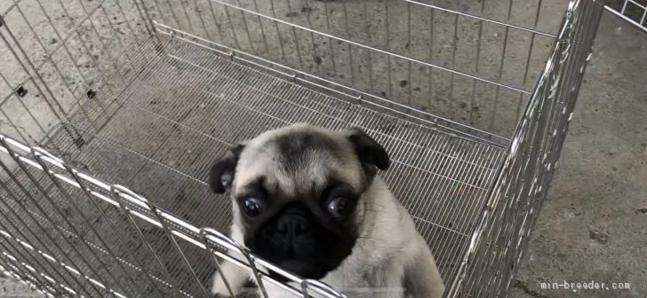 ID:1906-03097の子犬