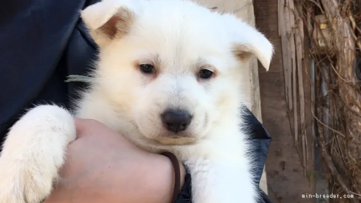 ID:1710-02521の子犬