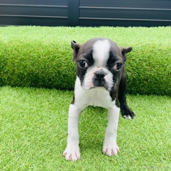 ID:2301-03223の子犬