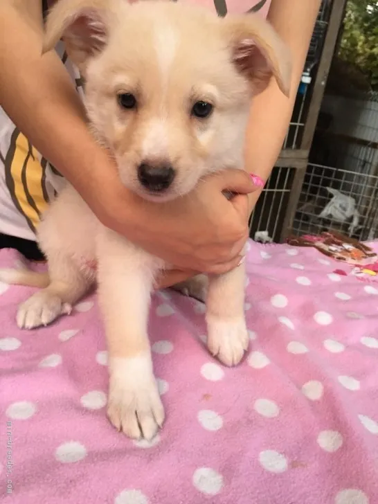 ID：1709-02370の子犬