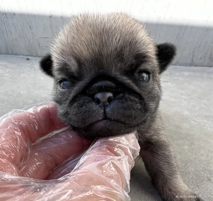 ID:2112-03200の子犬