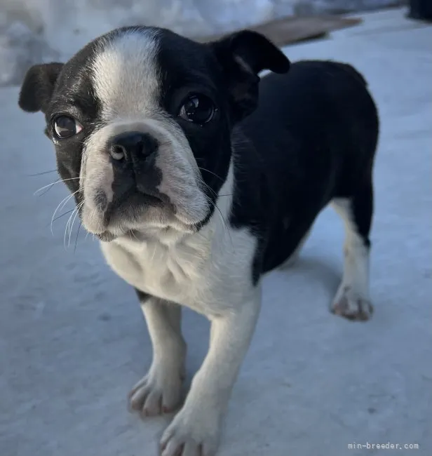 ID:2202-03043の子犬