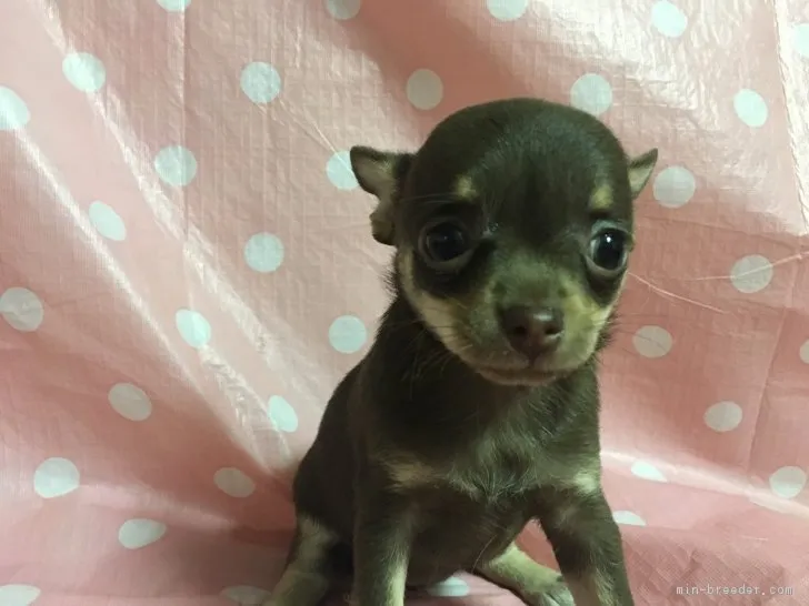 花ちゃん 様のお迎えした子犬