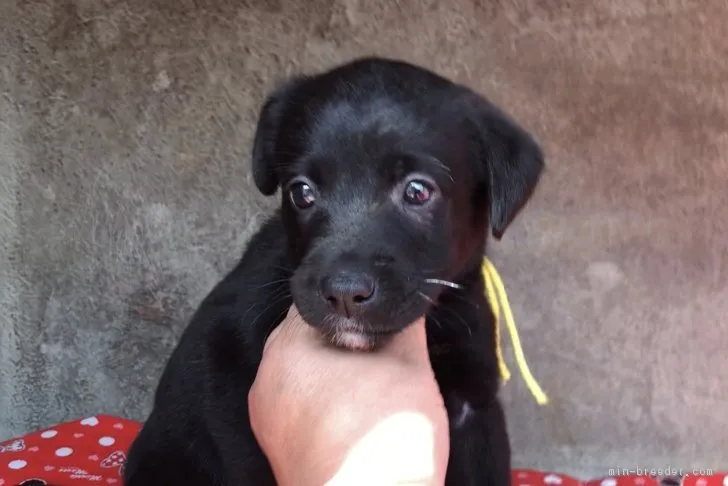 ID:1811-01764の子犬
