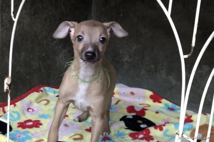 ID:1803-02338の子犬